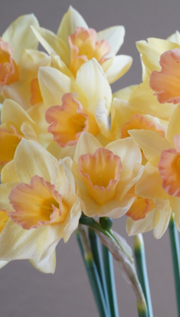 Prosecco Daffodil Bulbs