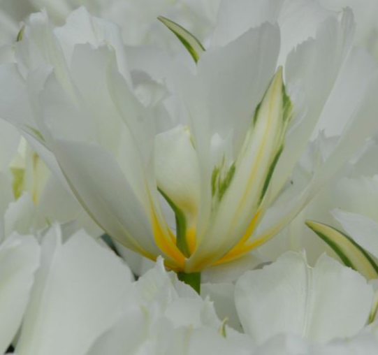 Exotic Emperor Peony Tulip Bulbs