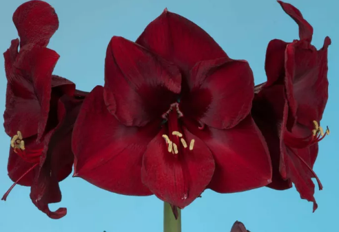 Mandela Amaryllis Bulb