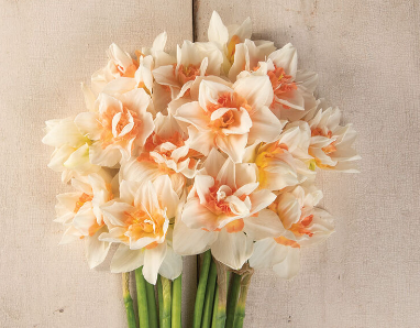 Replete Daffodil Bulbs