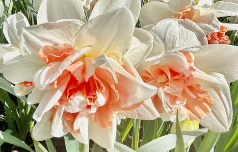 Replete Daffodil Bulbs