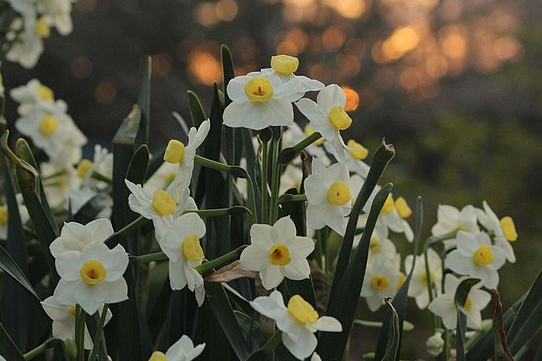 Pueblo Daffodil Bulbs