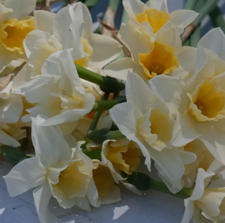 Prosecco Daffodil Bulbs