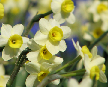 16 Daffodil Plant With Bulb