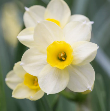 Minnow Daffodil Bulbs