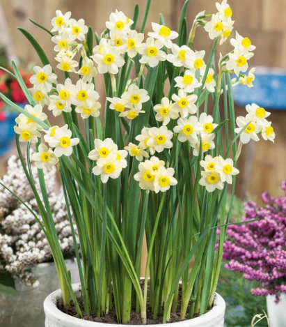 Minnow Daffodil Bulbs