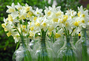 Avalanche Daffodil Bulbs