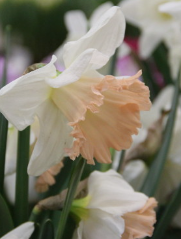 British Gamble Daffodil Bulbs