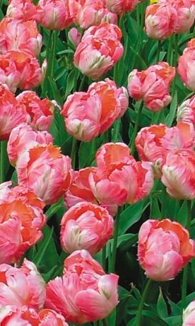 Salmon Parrot Tulip Bulbs