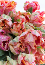 Salmon Parrot Tulip Bulbs