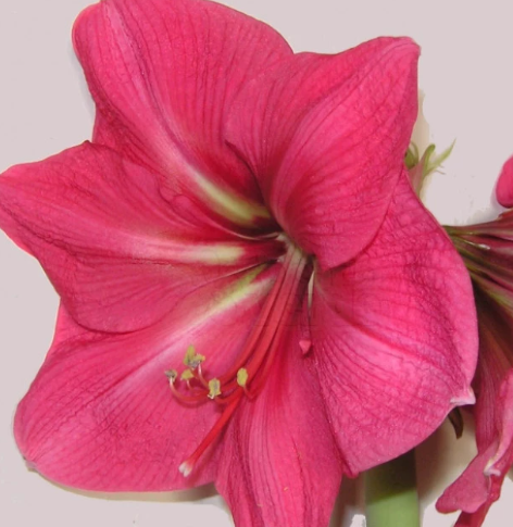 Bolero Amaryllis Bulb
