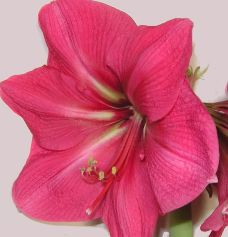 Bolero Amaryllis Bulb