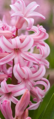 Fondant Hyacinth Bulbs
