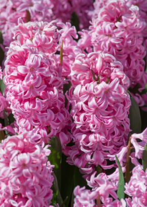 Fondant Hyacinth Bulbs