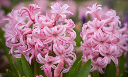 Fondant Hyacinth Bulbs