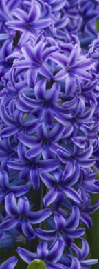 Blue Jacket Hyacinth Cut Flowers