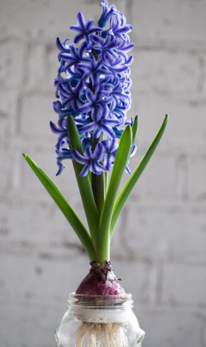 Blue Jacket Hyacinth Cut Flowers