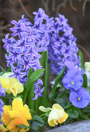 Blue Jacket Hyacinth Bulbs