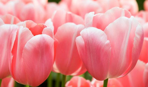 Menton Tulip Bulbs