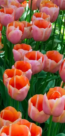 Menton Tulip Bulbs