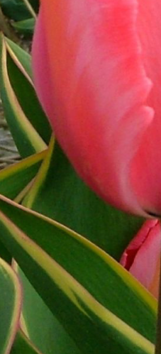 Design Impression Tulip Bulbs