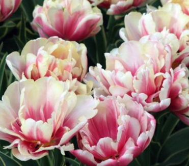 Top Lips Peony Tulip Bulbs