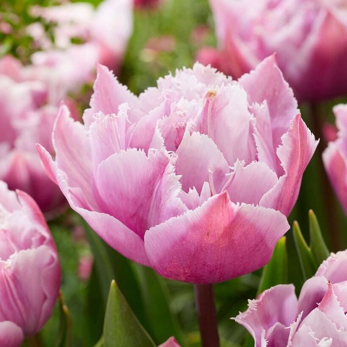 Great Barrier Reef Fringed Peony Tulip Bulbs