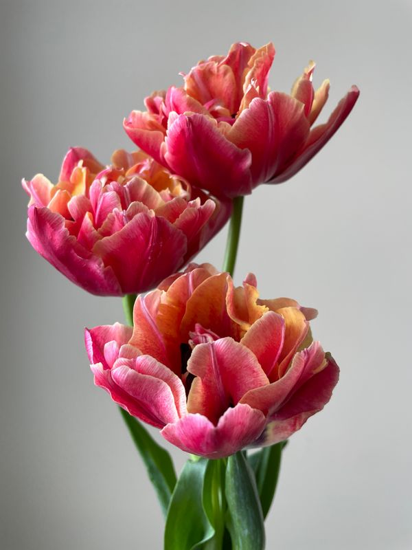 Verona Sunrise Tulip Bulbs *prechilled only*