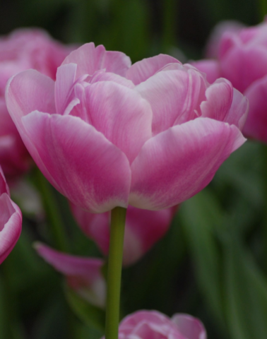 Vogue Peony Tulip Bulbs bulk savings available