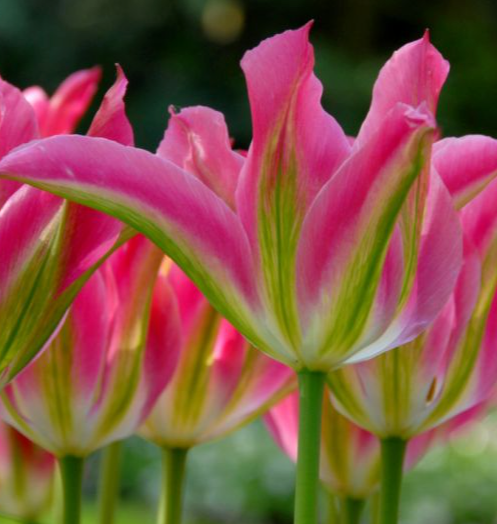 Virichic Viridiflora Tulip bulbs