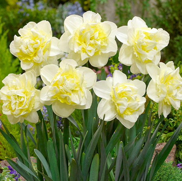 Young Devotion Daffodil Bulbs