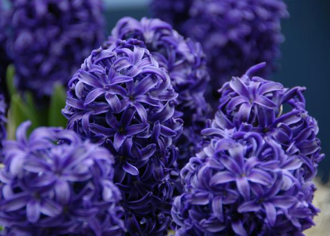 Aida Hyacinth Bulbs