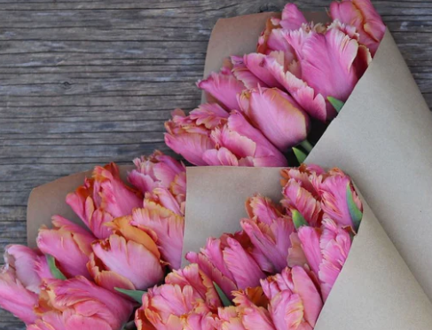 Amazing Parrot Tulip Bulbs bulk savings available