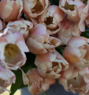 Apricot Pride Tulip Bulbs
