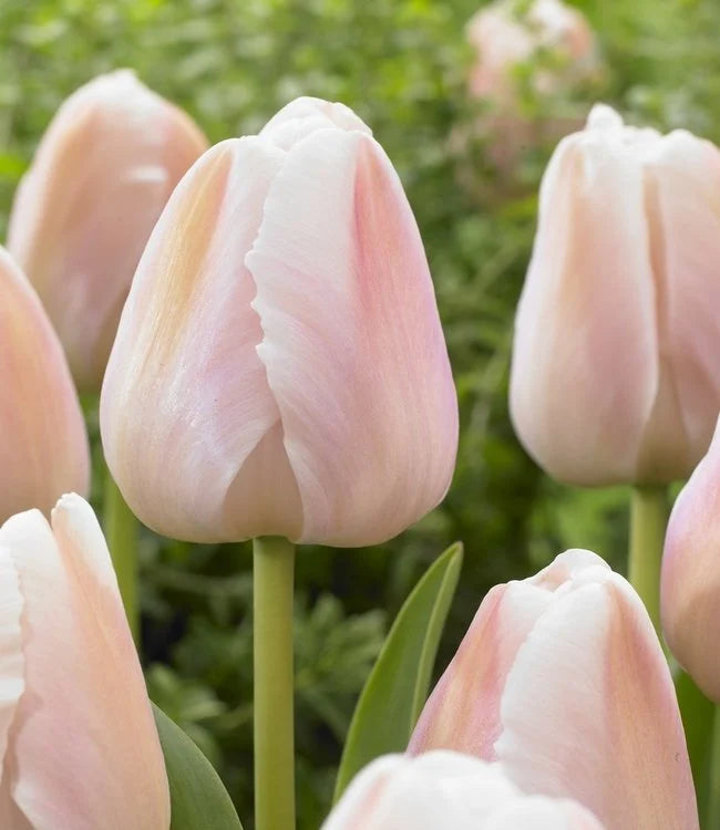 Apricot Pride Tulip Bulbs