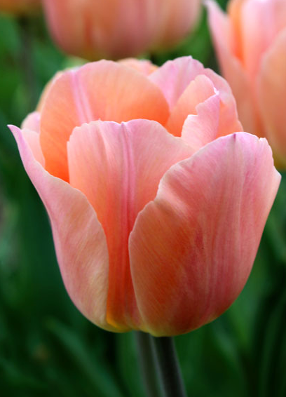 Apricot Beauty Tulip Bulbs bulk savings available