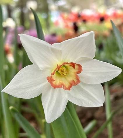 Audubon Daffodil Bulbs