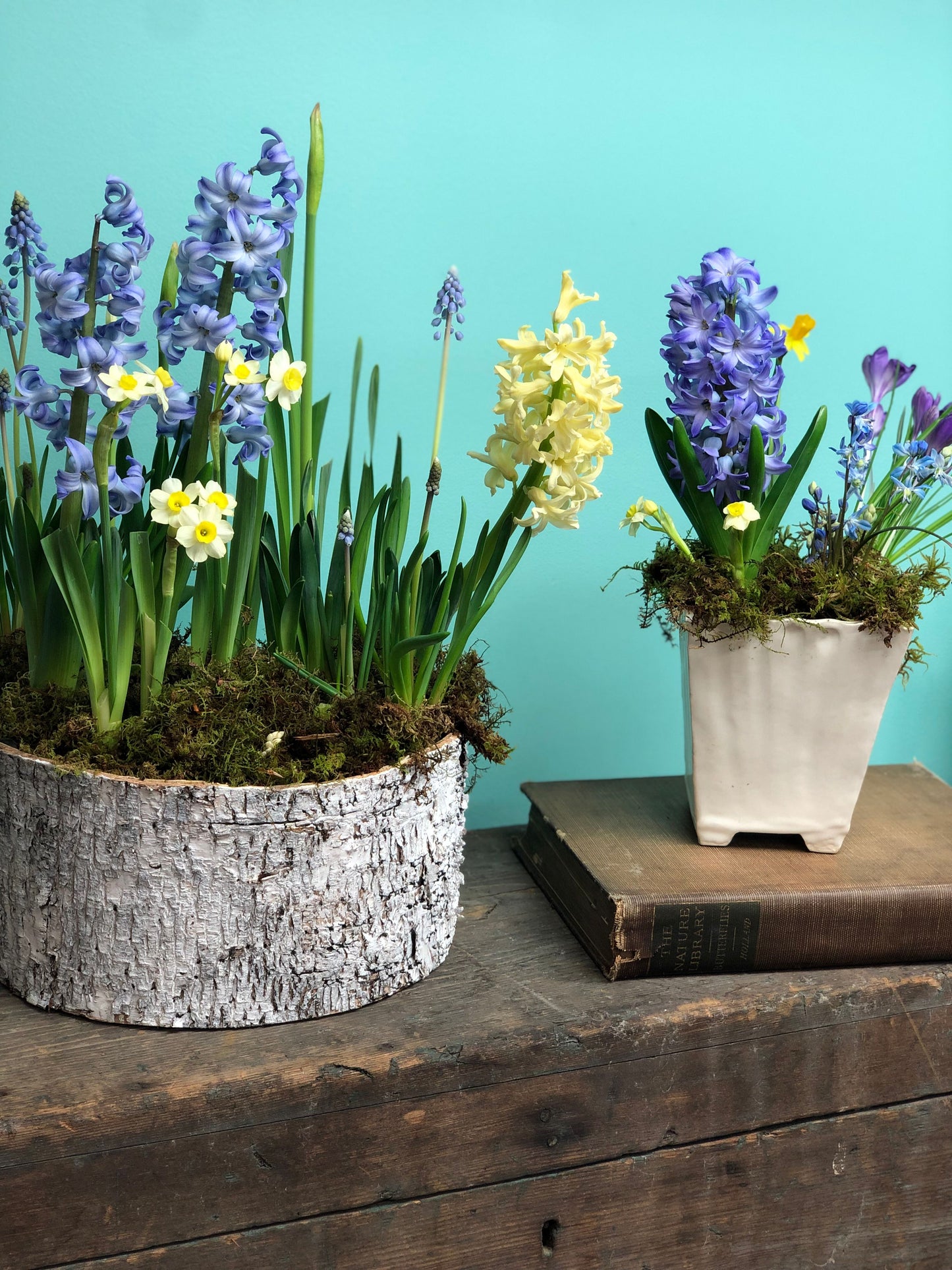 Gipsy Queen Hyacinth Bulbs