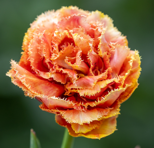 Brisbane Fringed Peony Tulip Bulbs