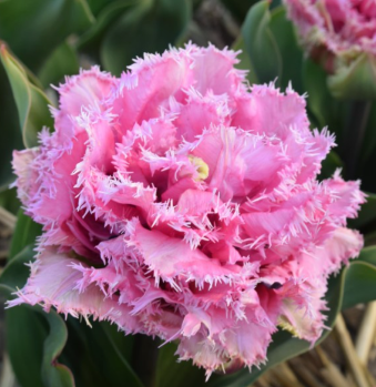 Cairns Fringed Tulip Bulbs