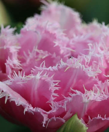 Cairns Fringed Tulip Bulbs