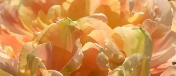 Charming Lady Peony Tulip Bulbs bulk pricing available