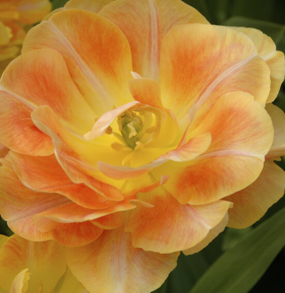 Charming Lady Peony Tulip Bulbs bulk pricing available
