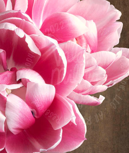 Designer's Dream Collection Peony Early Bird Cutting Tulips