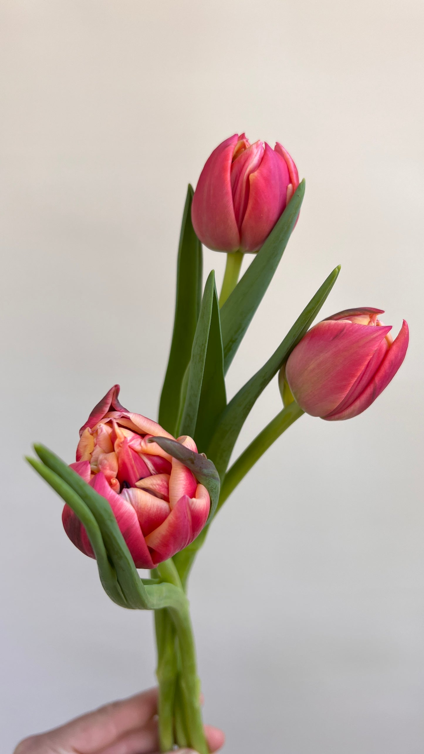 Verona Sunrise Tulip Bulbs *prechilled only*