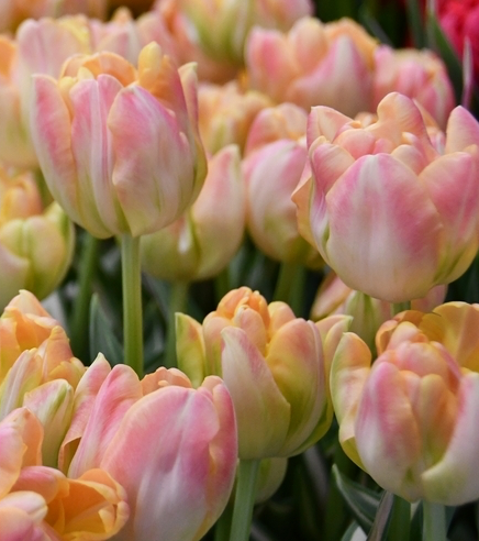 Creme Upstar Tulip Bulbs prechilled only