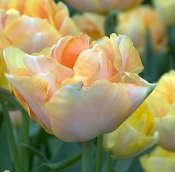 Creme Upstar Tulip Bulbs