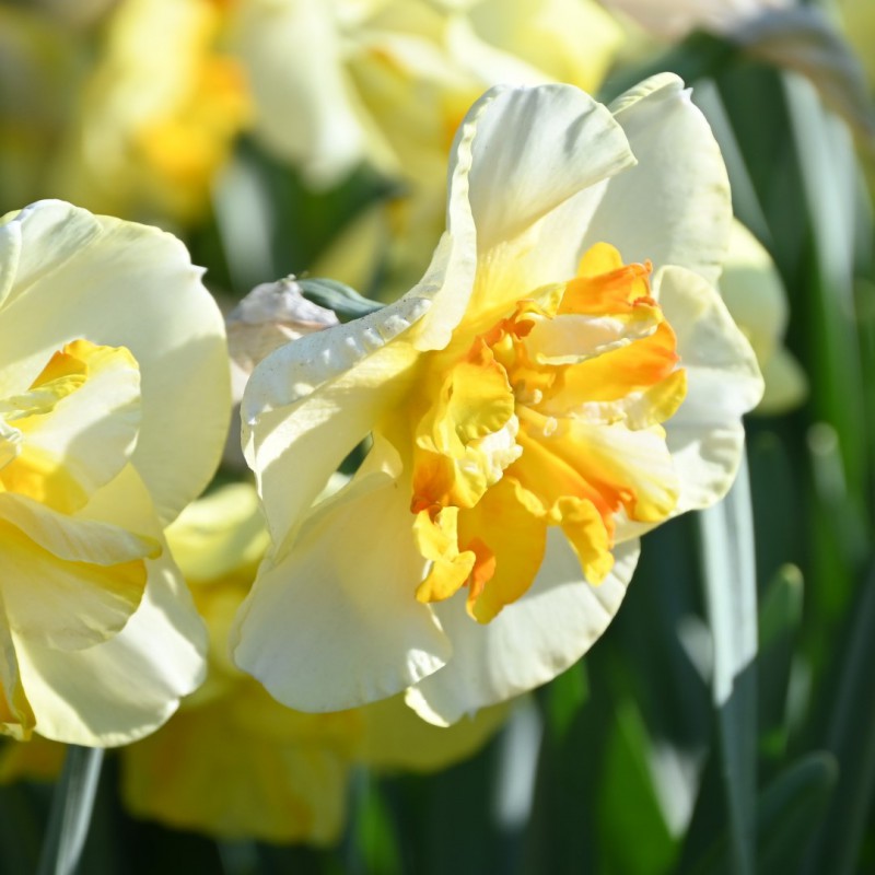 Donau Park Daffodil Bulbs