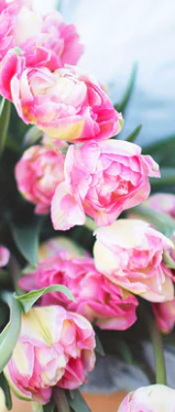 Double Sugar Double Peony Tulip Bulbs