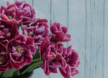 Dream Touch Double Peony Tulip Bulbs bulk discount available